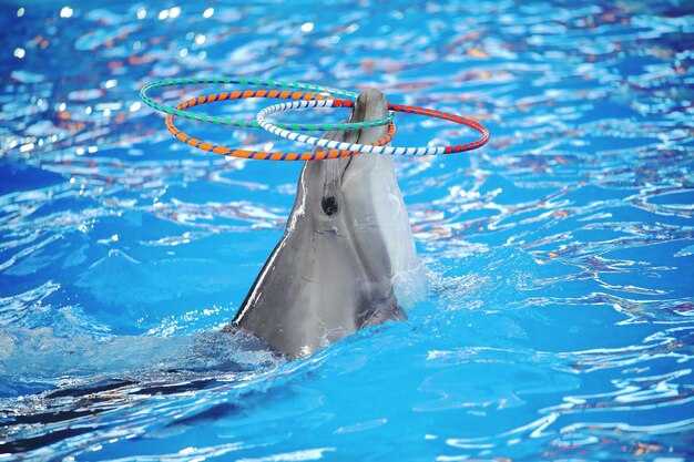 Спонсоры и партнеры: кто поддерживает чемпионат