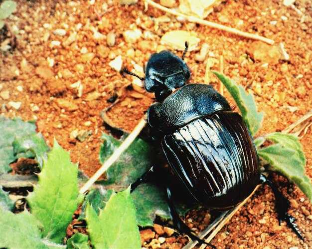 Исторические факты о Фоке Жуковке