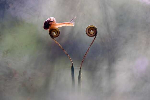 Что такое крикет на коровьих хвостах?